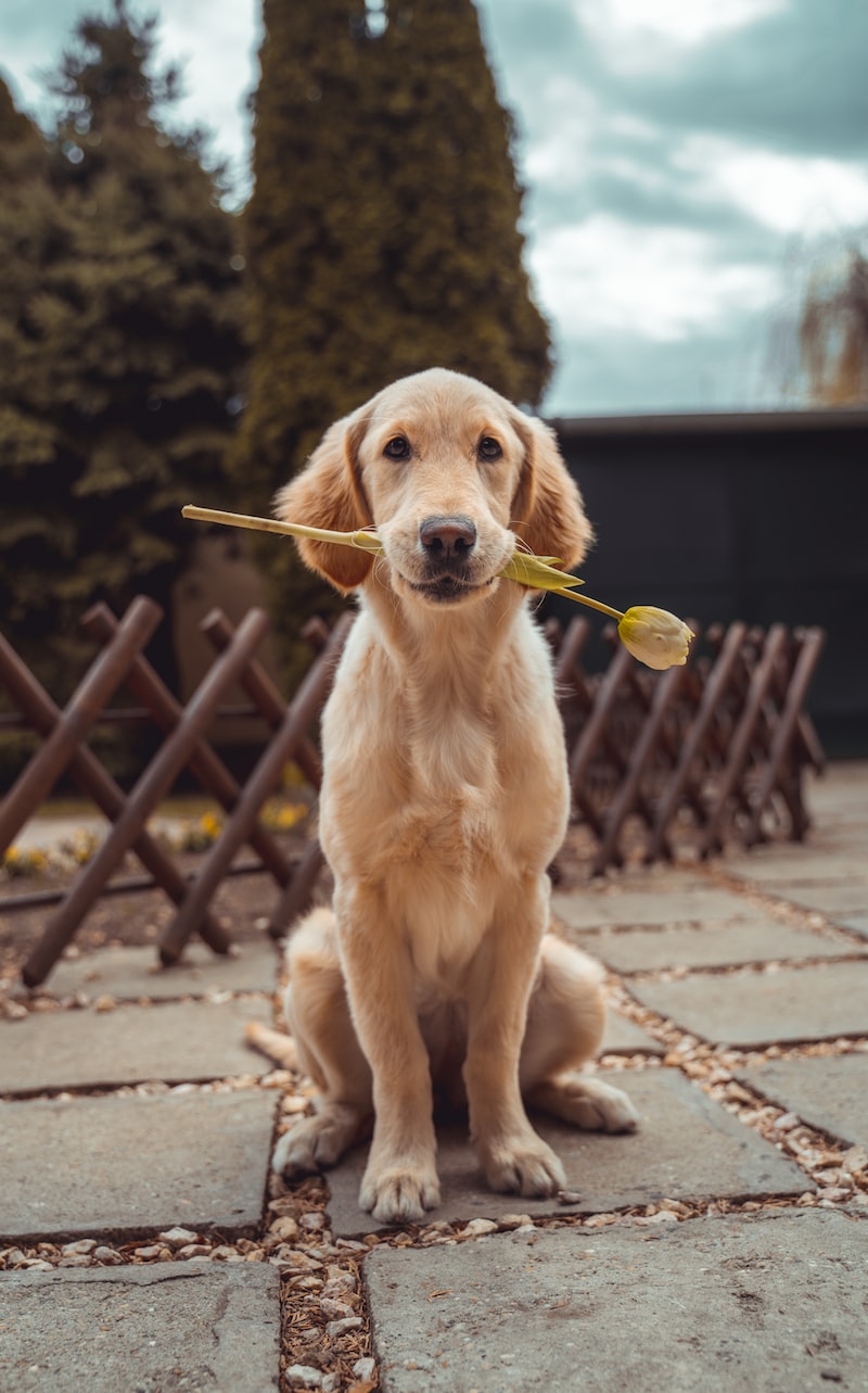 Köpek Tuvalet Eğitimi